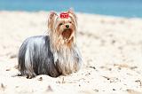 YORKSHIRE TERRIER 099